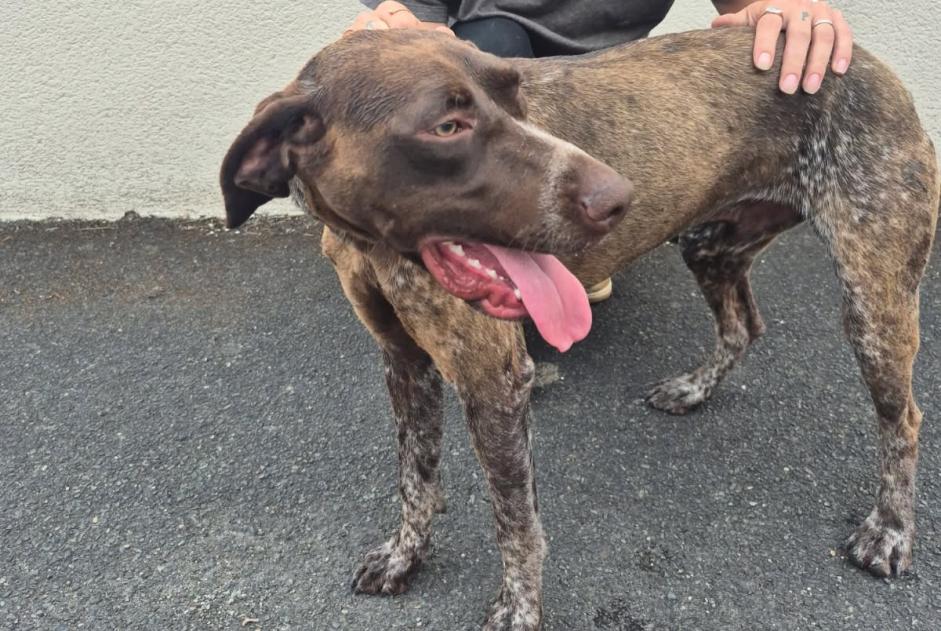 Alerta de Hallazgo Perro Macho Châteauroux Francia Alerta de Hallazgo Perro Macho Châteauroux Francia