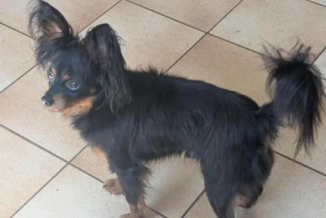 Alerta desaparecimento Cão Macho , 2 anos Luant France Alerta desaparecimento Cão Macho , 2 anos Luant France